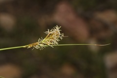 Carex capensis