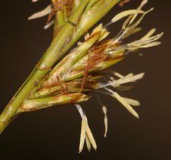 Carex capensis