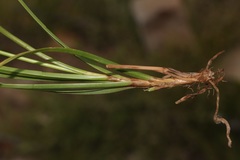 Carex capensis