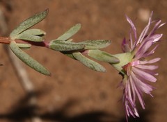 Lampranthus pocockiae