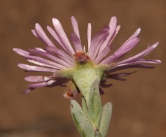 Lampranthus pocockiae