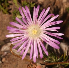 Lampranthus pocockiae