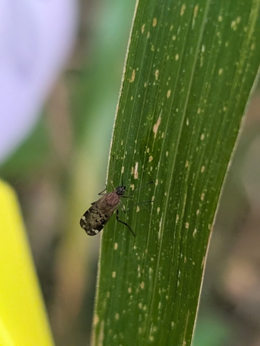 Unknown species found near Cedar Rapids, IA 52401, USA