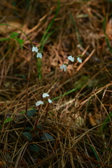 Odontochilus yakushimensis