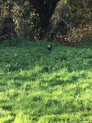 Gallinula chloropus