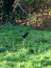Gallinula chloropus