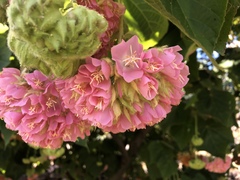 Dombeya × cayeuxii