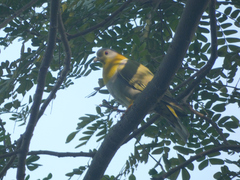 Treron phoenicopterus