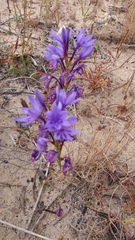 Thereianthus spicatus