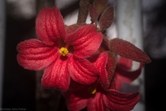 Brachychiton bidwillii