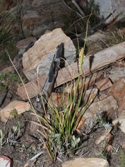Carex capensis