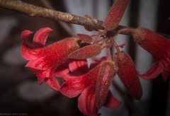 Brachychiton bidwillii