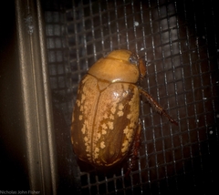 Anoplognathus concolor