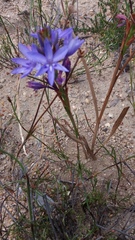 Thereianthus spicatus