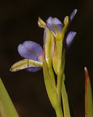 Aristea nana