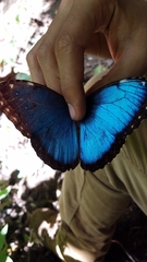 Morpho helenor narcissus