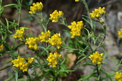 Pseudognaphalium hypoleucum
