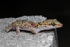 Andimeshk Half-Toed Gecko photo 2