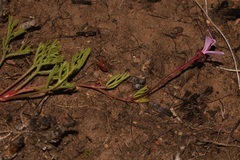 Pelargonium laevigatum laevigatum
