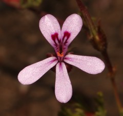 Pelargonium laevigatum laevigatum