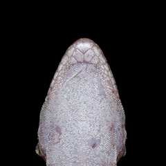 Andimeshk Half-Toed Gecko photo 4