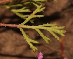 Pelargonium laevigatum laevigatum