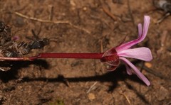Pelargonium laevigatum laevigatum