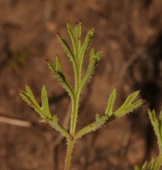 Pelargonium laevigatum laevigatum