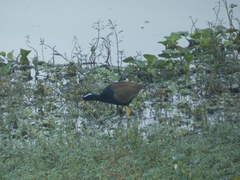 Metopidius indicus