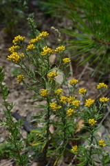 Pseudognaphalium hypoleucum