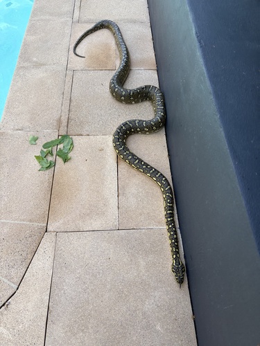 Diamond Python sighting