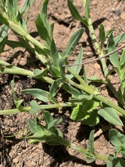 Oxygonum dregeanum