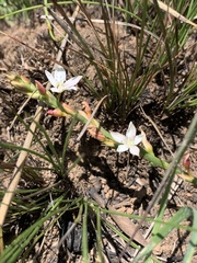 Oxygonum dregeanum