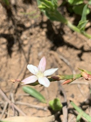 Oxygonum dregeanum