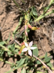 Oxygonum dregeanum