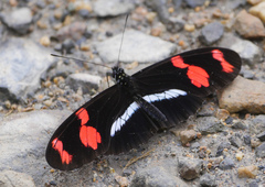 Heliconius telesiphe