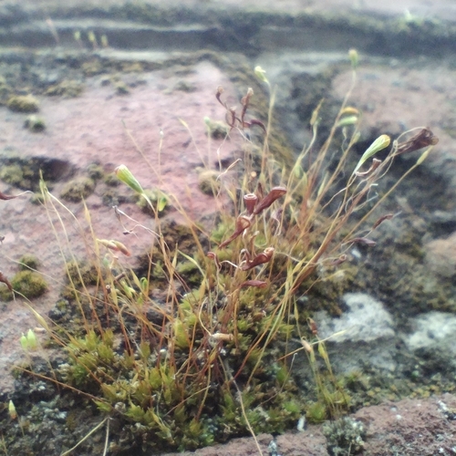 Funaria calvescens observed 2025-10-04