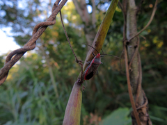 Thunbergia marginata