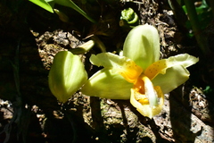 Stanhopea pseudoradiosa
