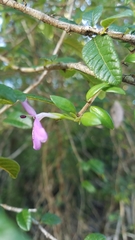 Oplonia