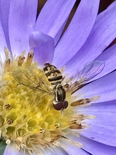 Unknown species found near Hobe Ln, Saint Paul, MN, US