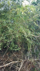 Oplonia