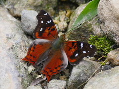 Hypanartia trimaculata