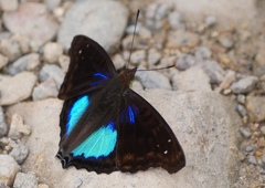 Doxocopa