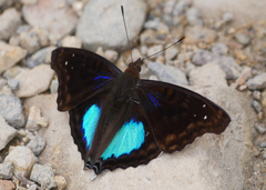 Doxocopa