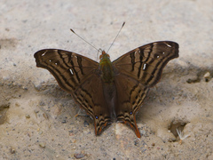 Hypanartia dione