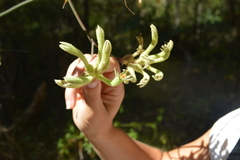 Anigozanthos flavidus