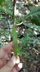 Microgramma heterophylla