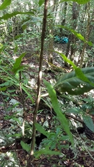 Microgramma heterophylla