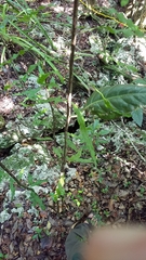 Microgramma heterophylla